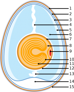 components of an egg