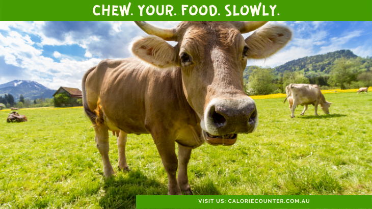 Cow Chewing Slowly