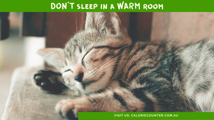 Kitten Sleeping in a Warm Room